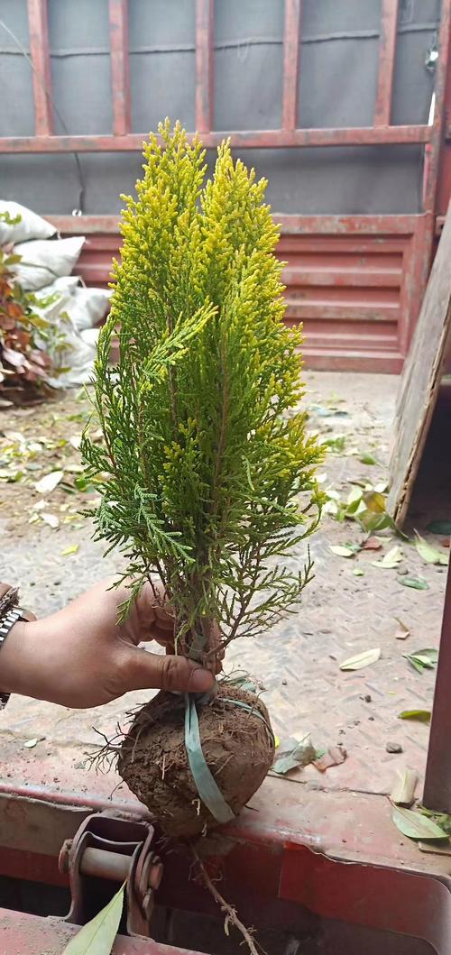 東北地區(qū)適合種植的樹木與花卉全指南 打造寒地花園的精選清單