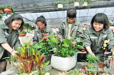 花卉工證報(bào)考全指南 時(shí)間、流程與樹(shù)木種植核心要點(diǎn)解析
