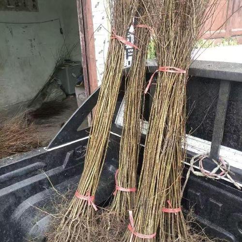 庭院花卉界的常勝將軍 揭秘花卉樹(shù)木種植的成功之道
